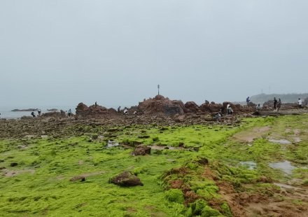 浒苔又来了？